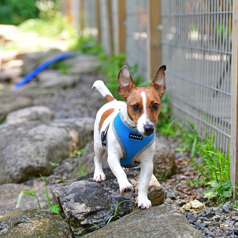 Puppia Soft Harness II - Sky Blue - M - Image 4
